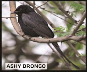 Ashy Drongo